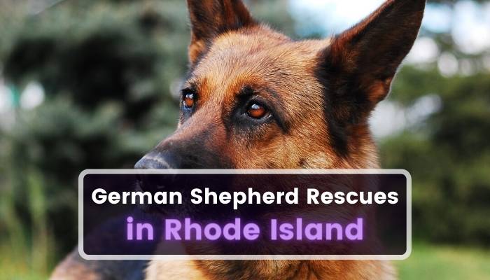 German Shepherd Rescues in Rhode Island RI