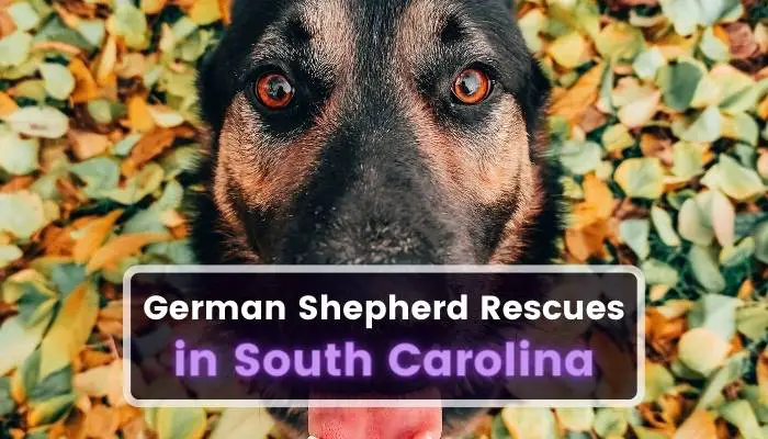 German Shepherd Rescues in South Carolina SC