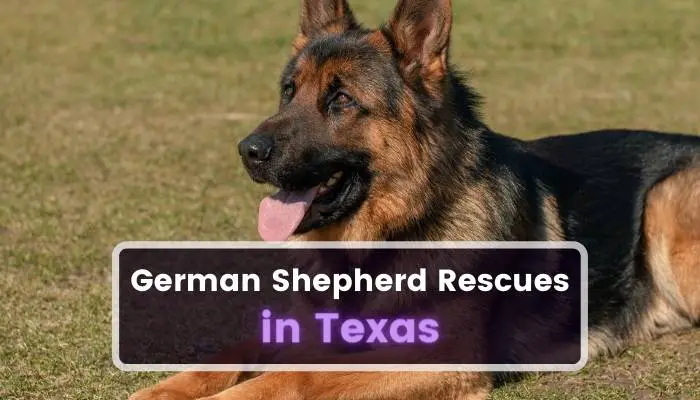 German Shepherd Rescues in Texas TX