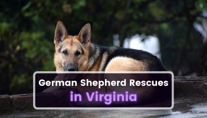 German Shepherd Rescues in Virginia VA