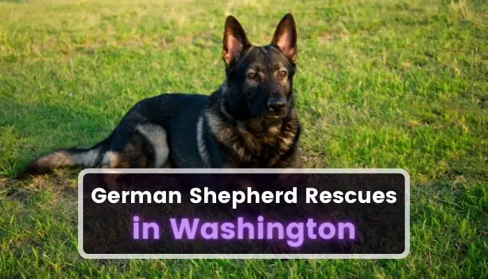 German Shepherd Rescues in Washington WA