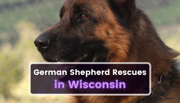 German Shepherd Rescues in Wisconsin WI