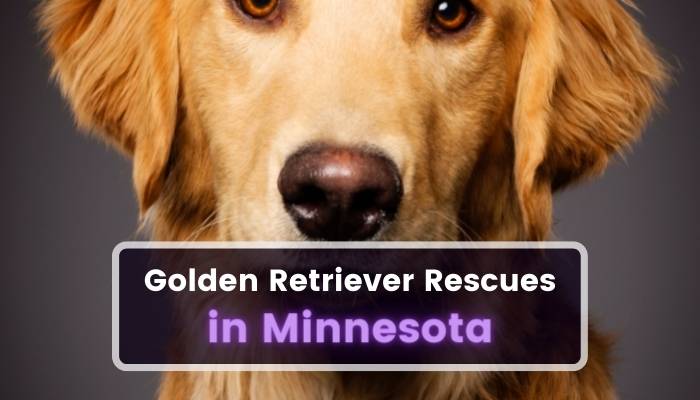Golden Retriever Rescues in Minnesota MN