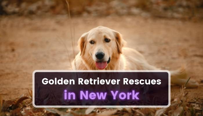 Golden Retriever Rescues in New York NY