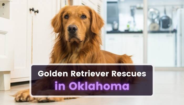 Golden Retriever Rescues in Oklahoma OK