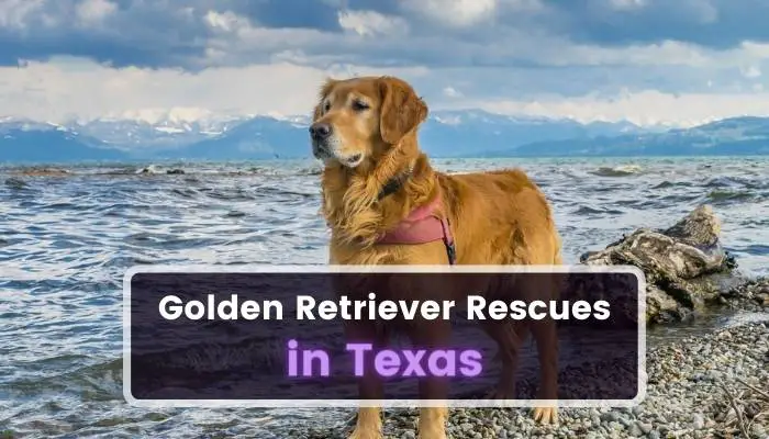 Golden Retriever Rescues in Texas TX