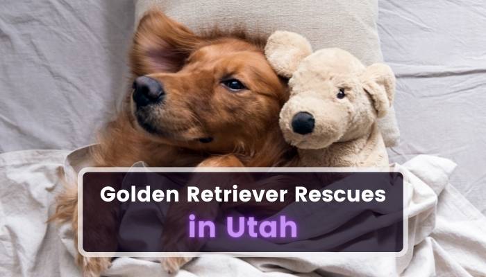 Golden Retriever Rescues in Utah UT