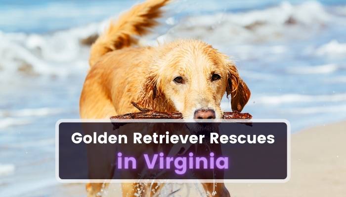 Golden Retriever Rescues in Virginia VA