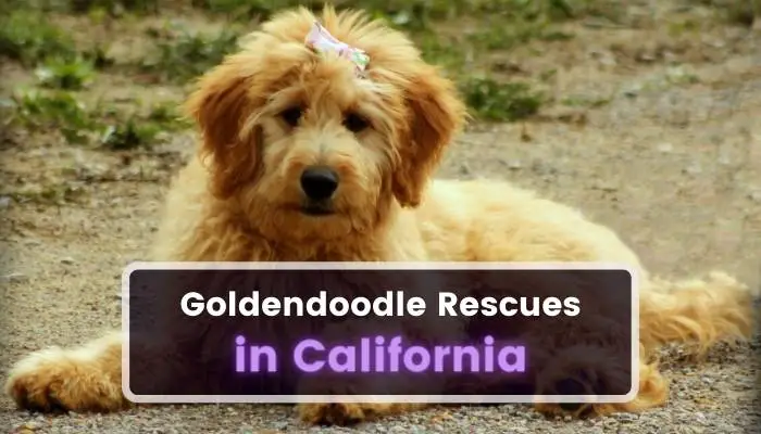 Goldendoodle Rescues in California CA