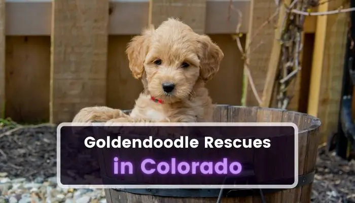 Goldendoodle Rescues in Colorado CO