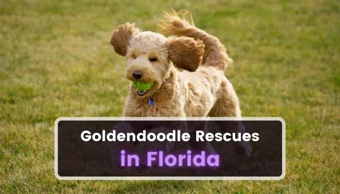 Goldendoodle Rescues in Florida FL