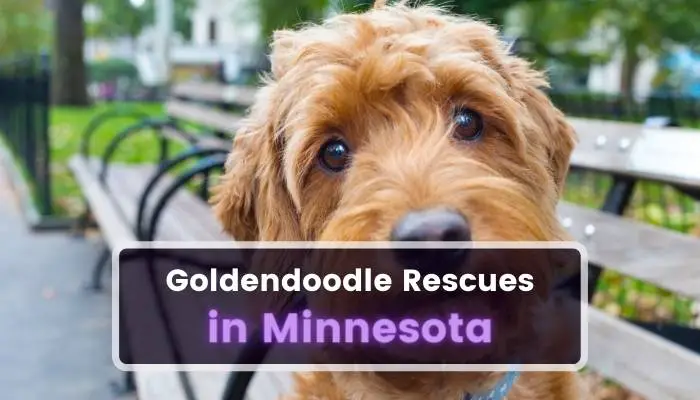 Goldendoodle Rescues in Minnesota MN