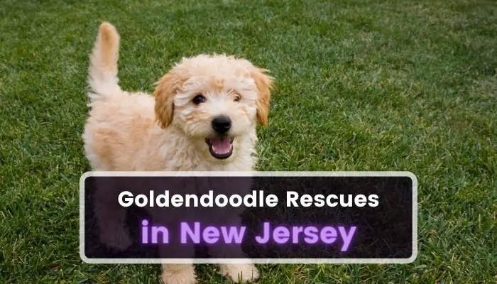Goldendoodle Rescues in New Jersey NJ