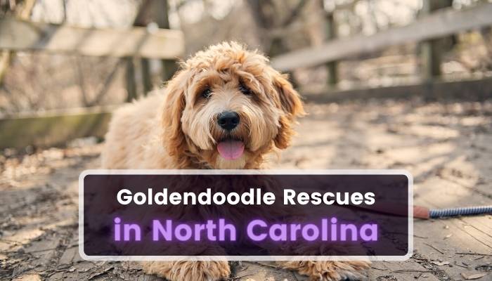 Goldendoodle Rescues in North Carolina NC