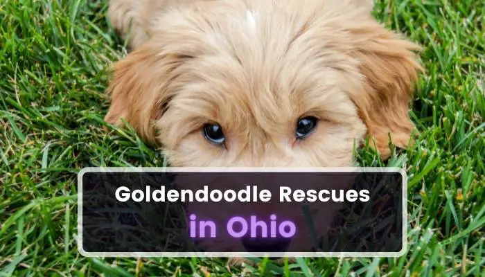 Goldendoodle Rescues in Ohio OH