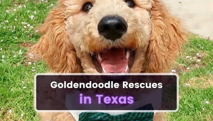 Goldendoodle Rescues in Texas TX