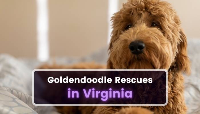 Goldendoodle Rescues in Virginia VA