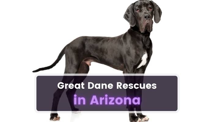 Great Dane Rescues in Arizona AZ