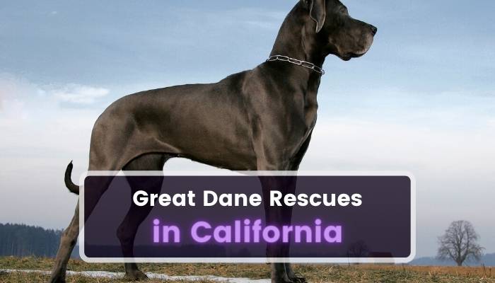 Great Dane Rescues in California CA