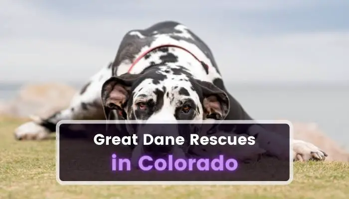 Great Dane Rescues in Colorado CO