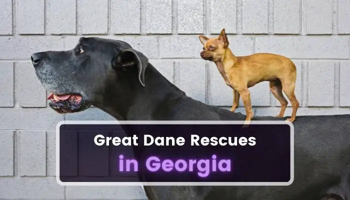 Great Dane Rescues in Georgia GA