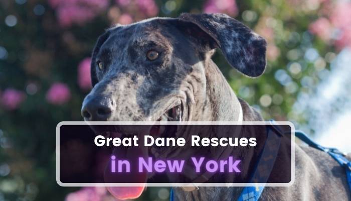 Great Dane Rescues in New York NY