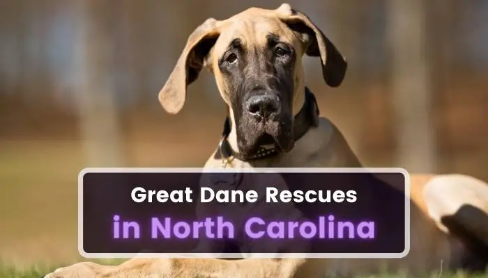 Great Dane Rescues in North Carolina NC