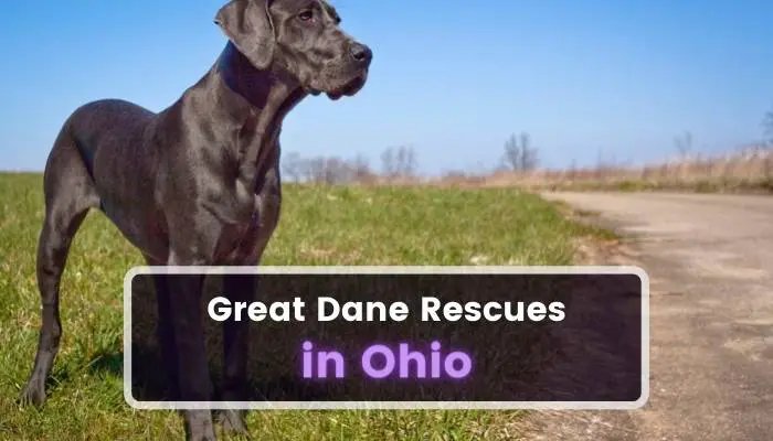 Great Dane Rescues in Ohio OH