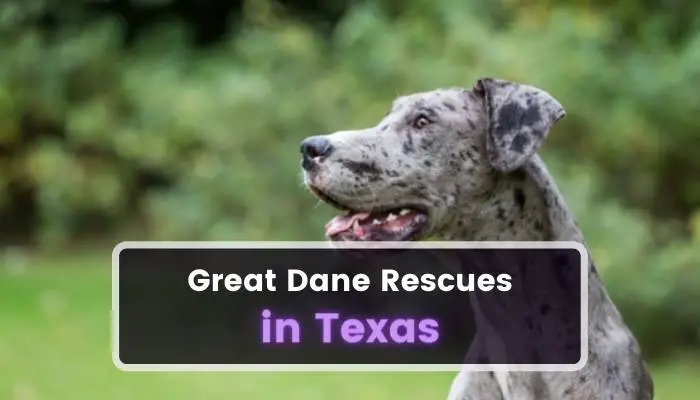 Great Dane Rescues in Texas TX