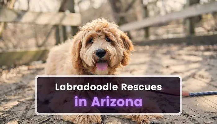 Labradoodle Rescues in Arizona AR