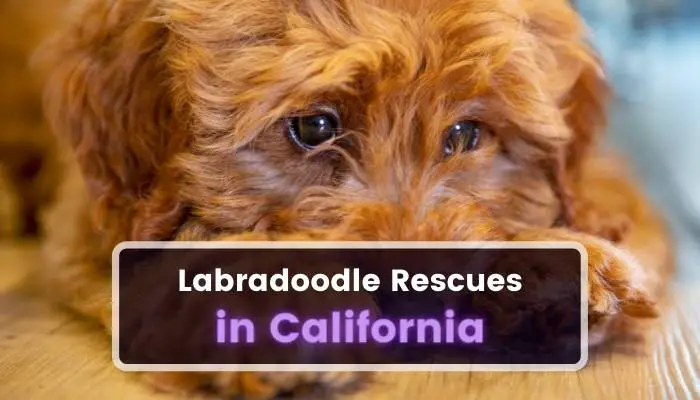 Labradoodle Rescues in California CA