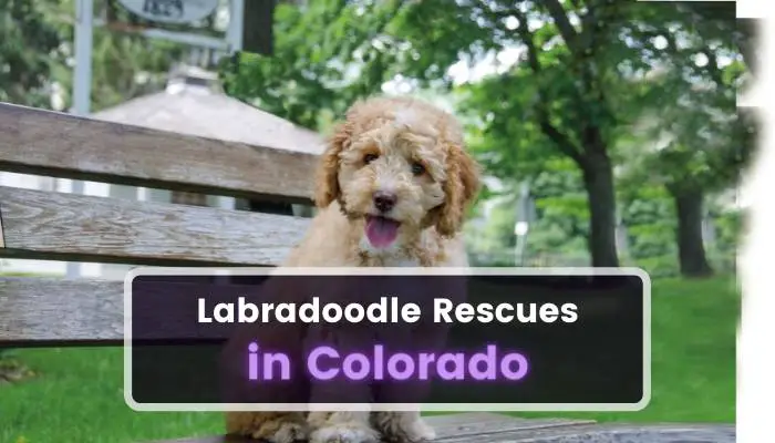 Labradoodle Rescues in Colorado CO
