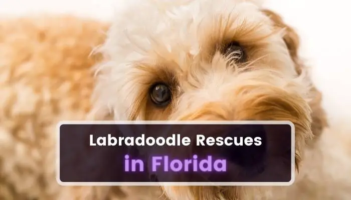Labradoodle Rescues in Florida FL