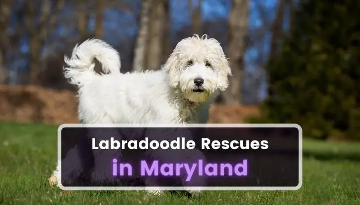 Labradoodle Rescues in Maryland MD