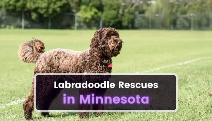 Labradoodle Rescues in Minnesota MN