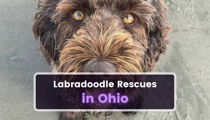 Labradoodle Rescues in Ohio OH