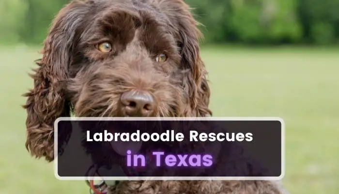 Labradoodle Rescues in Texas TX