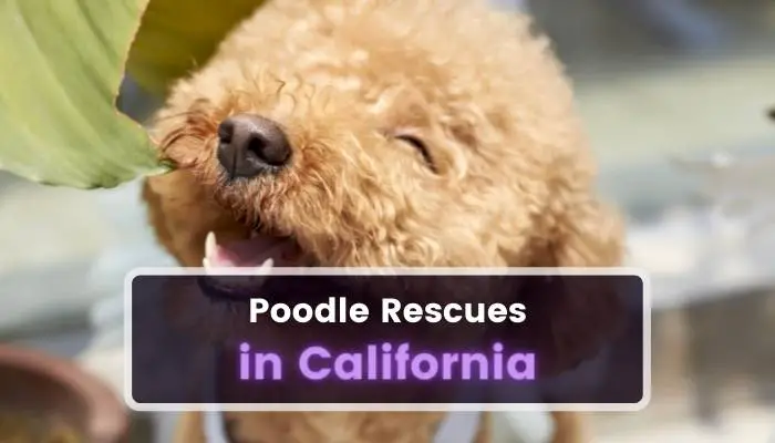 Poodle Rescues in California CA