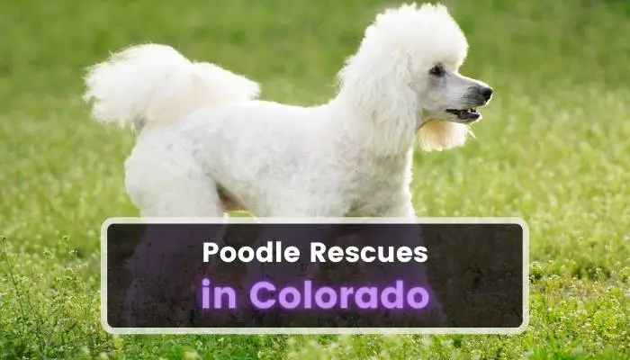 Poodle Rescues in Colorado CO