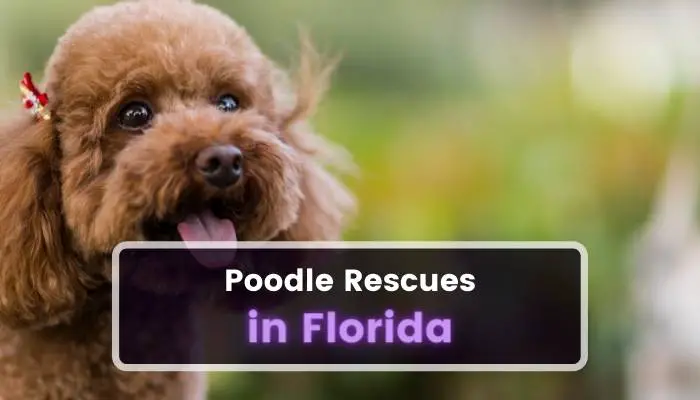 Poodle Rescues in Florida FL
