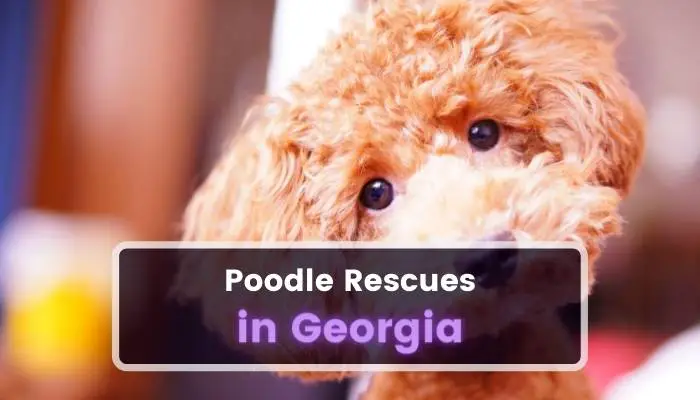 Poodle Rescues in Georgia GA