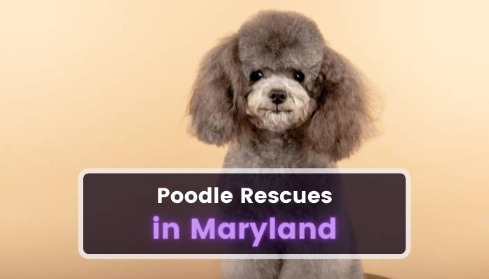Poodle Rescues in Maryland MD