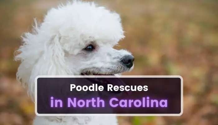 Poodle Rescues in North Carolina NC