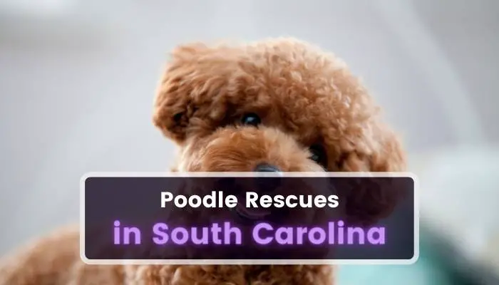 Poodle Rescues in South Carolina SC