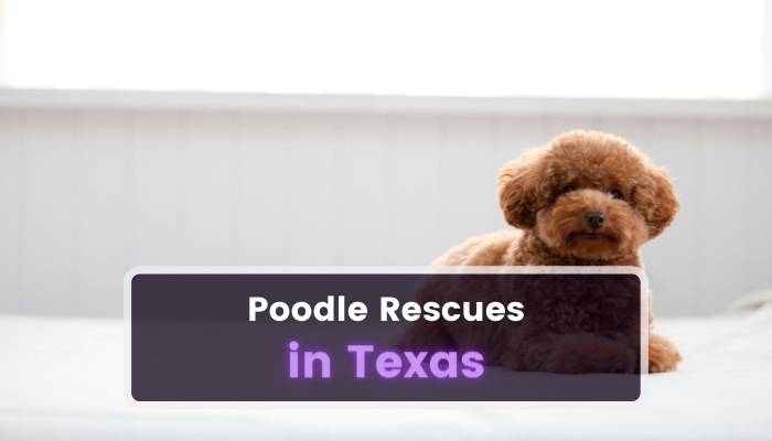 Poodle Rescues in Texas TX