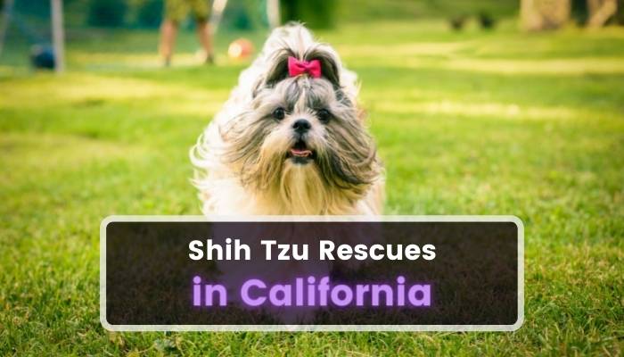 Shih Tzu Rescues in California CA