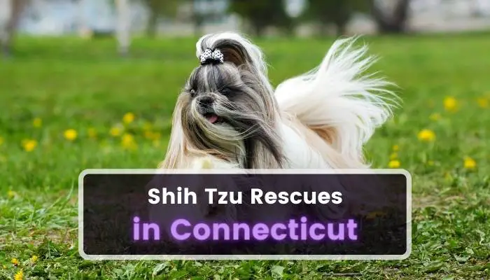 Shih Tzu Rescues in Connecticut CT