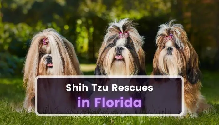 Shih Tzu Rescues in Florida FL