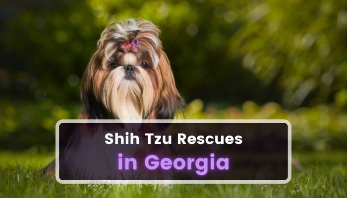 Shih Tzu Rescues in Georgia GA