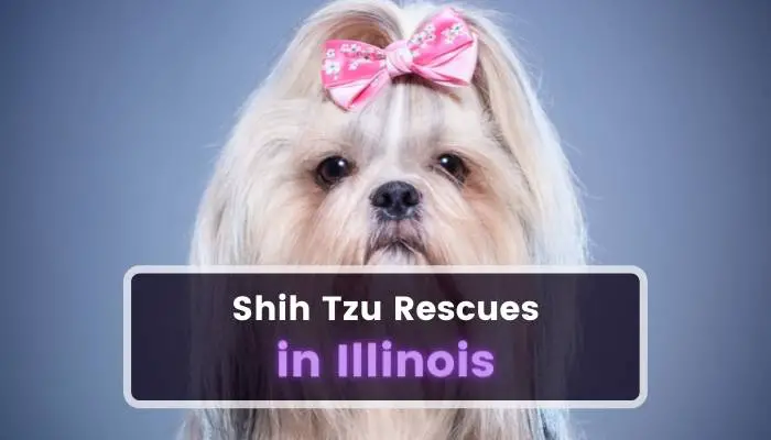 Shih Tzu Rescues in Illinois IL